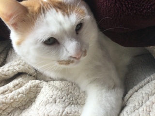 �����̃`�[�����q�`���r