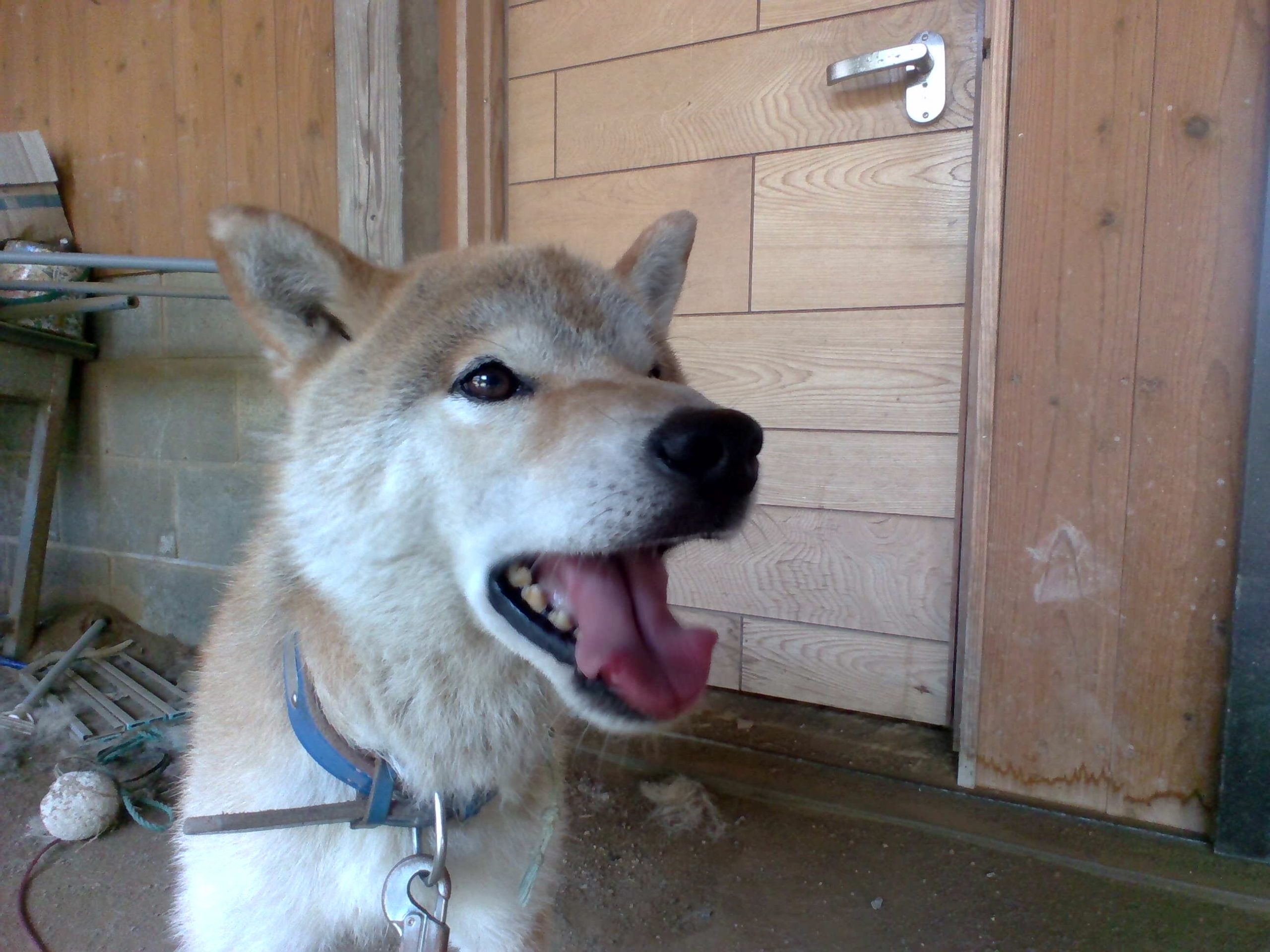 犬種・柴犬　　名前・そら