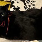 黒猫＋鍵尻尾の幸せを呼ぶネコ様「コテツ」
