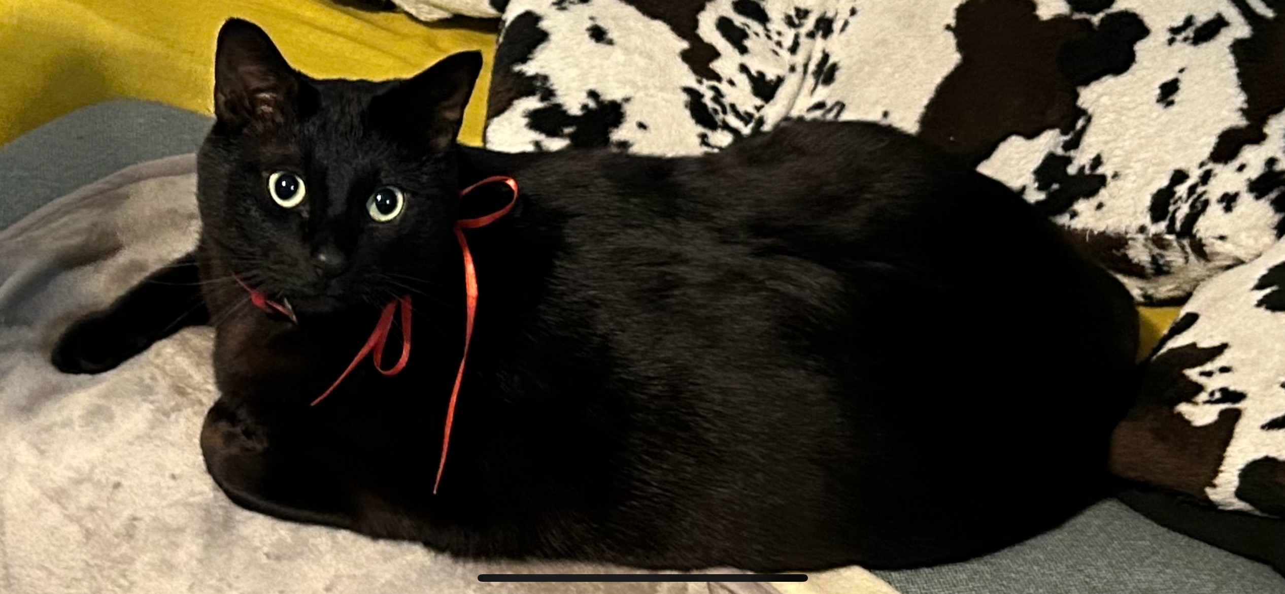 黒猫＋鍵尻尾の幸せを呼ぶネコ様「コテツ」