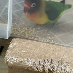 ボタンインコのキョロッ‼︎