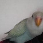 コザクラインコゆかり