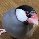 サクラ文鳥は可愛い！