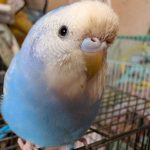 そらちゃん　セキセイインコ