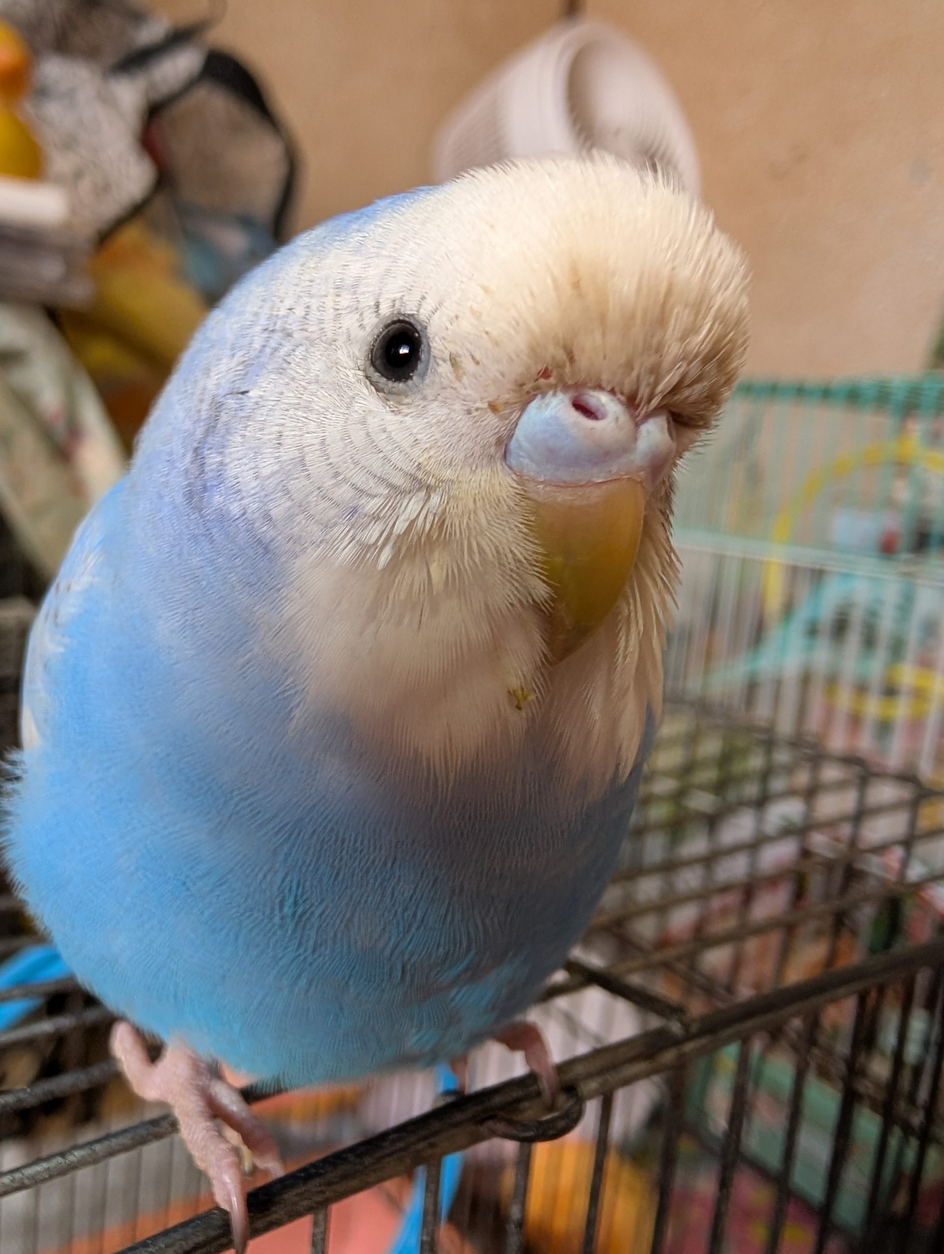 そらちゃん　セキセイインコ