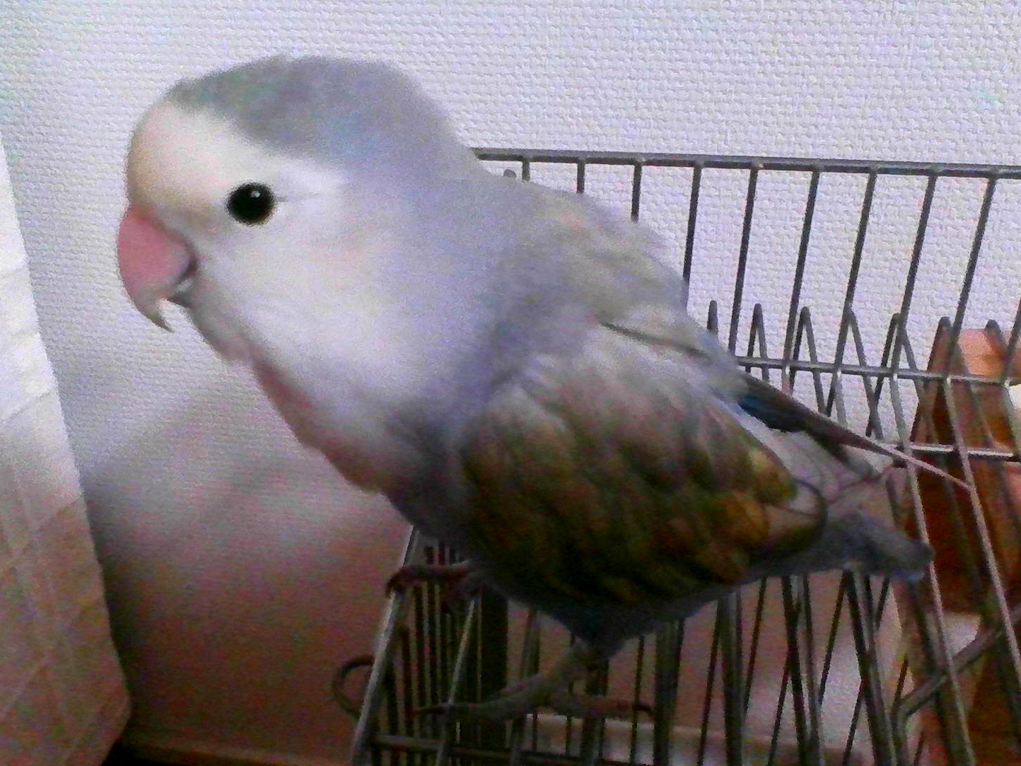 ゆきくん　コザクラインコ