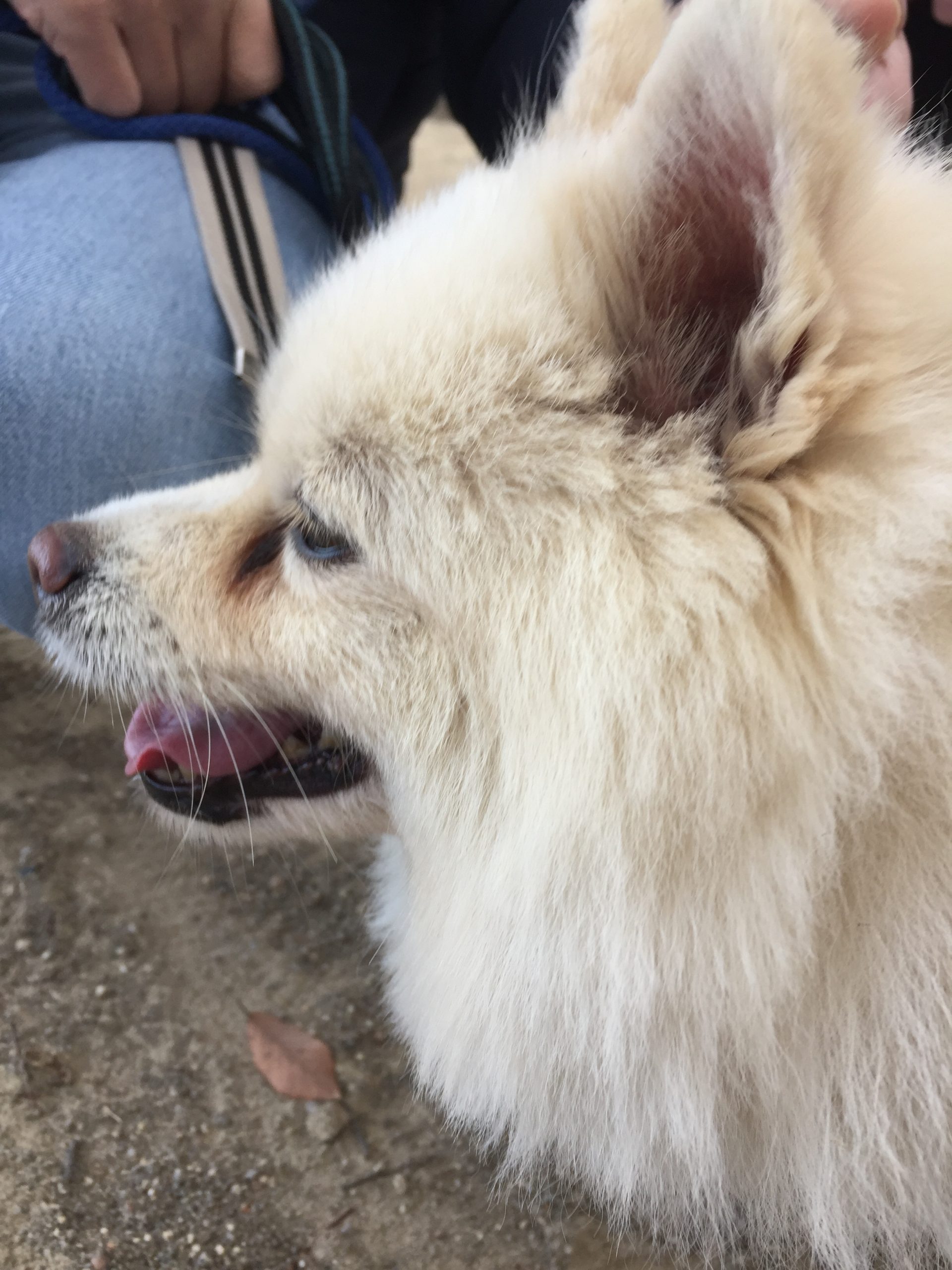 お散歩中の横顔わんちゃん！