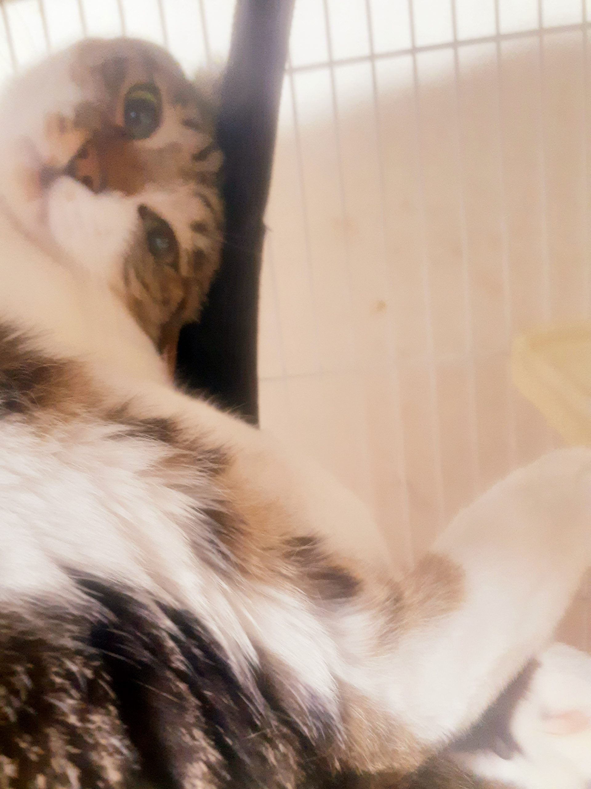 キジ白のオスのルイ・ヴィトンくん！