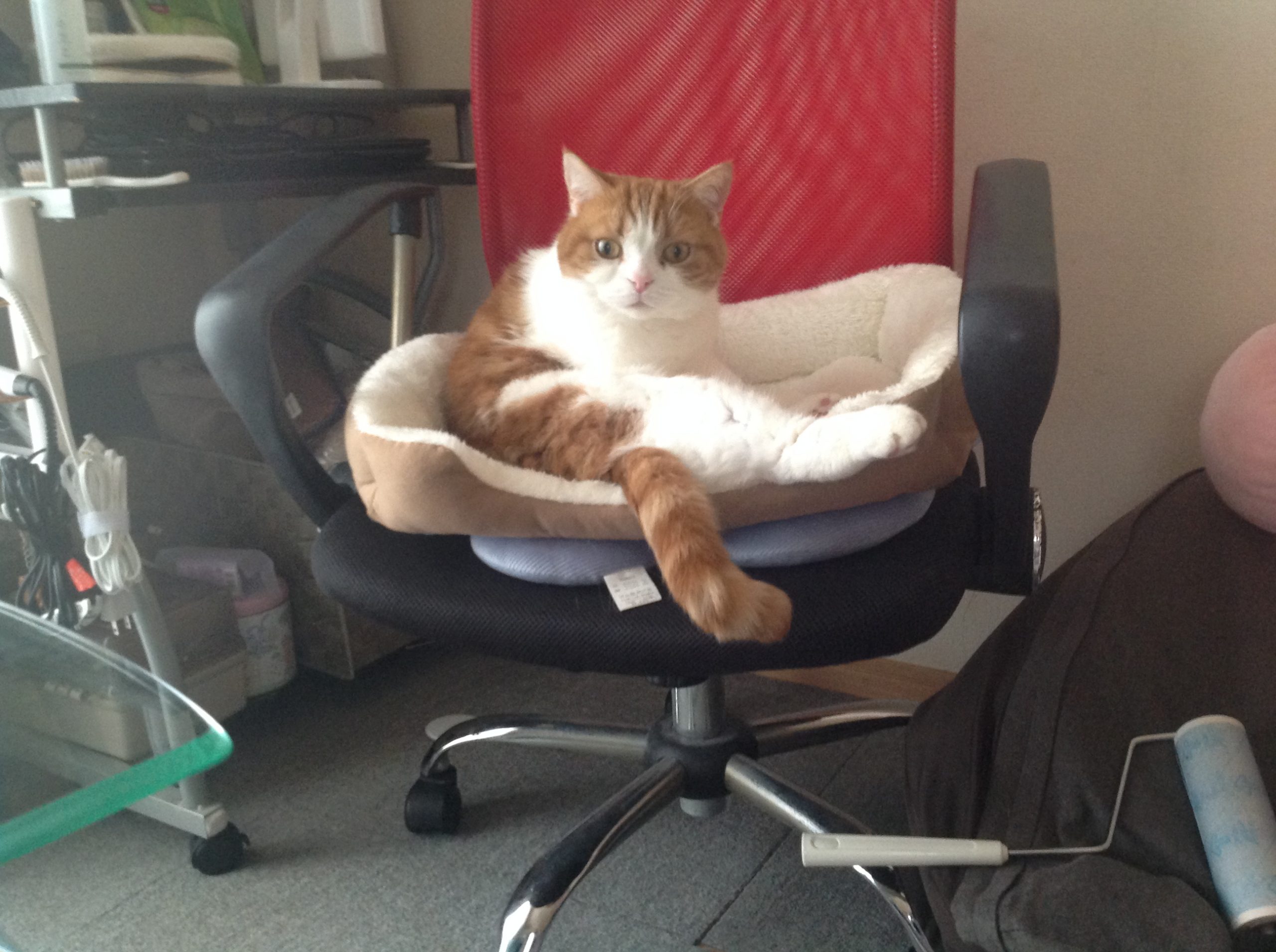 スコティッシュフォールド