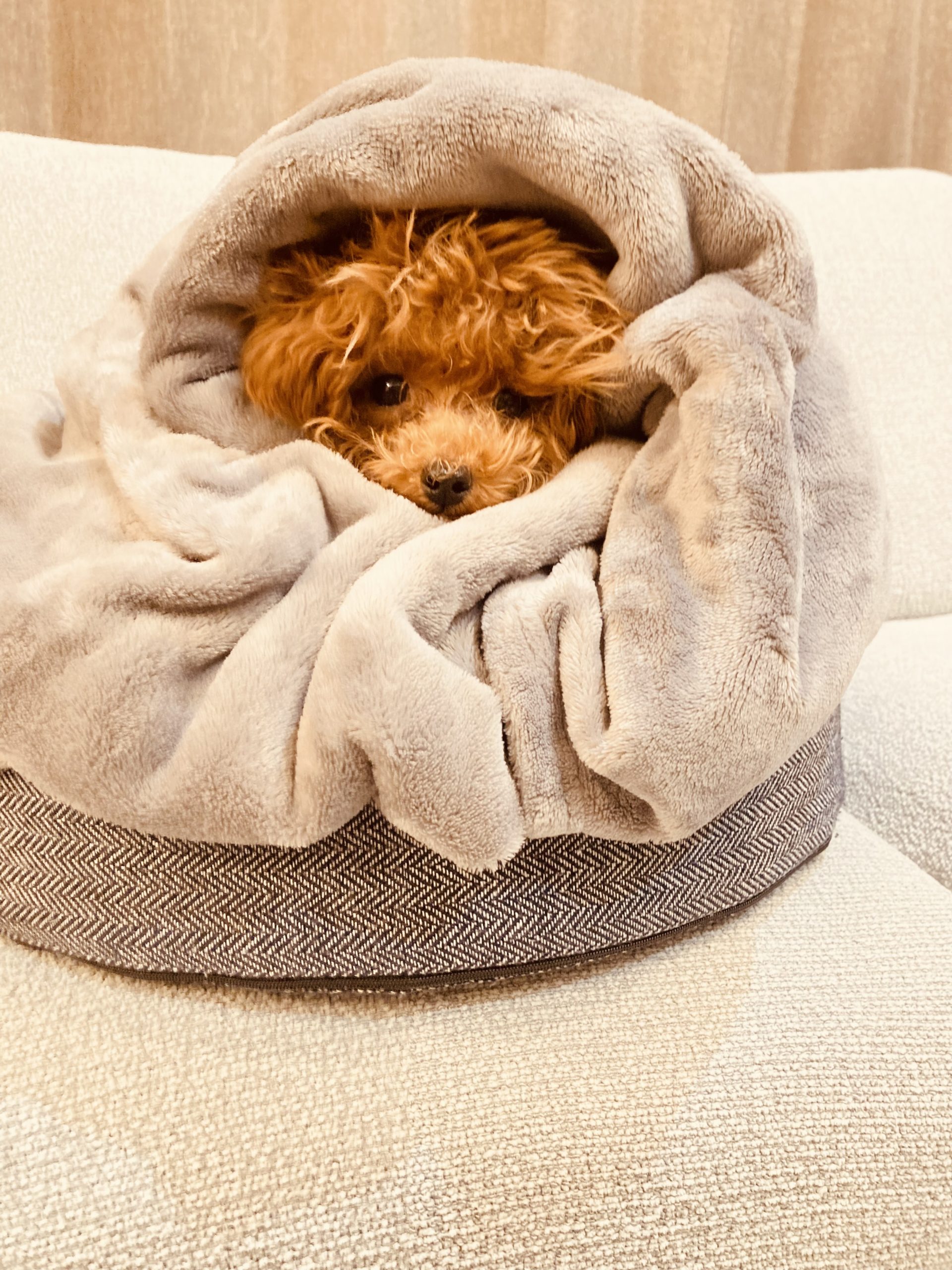 うちのトイプーが可愛すぎる！