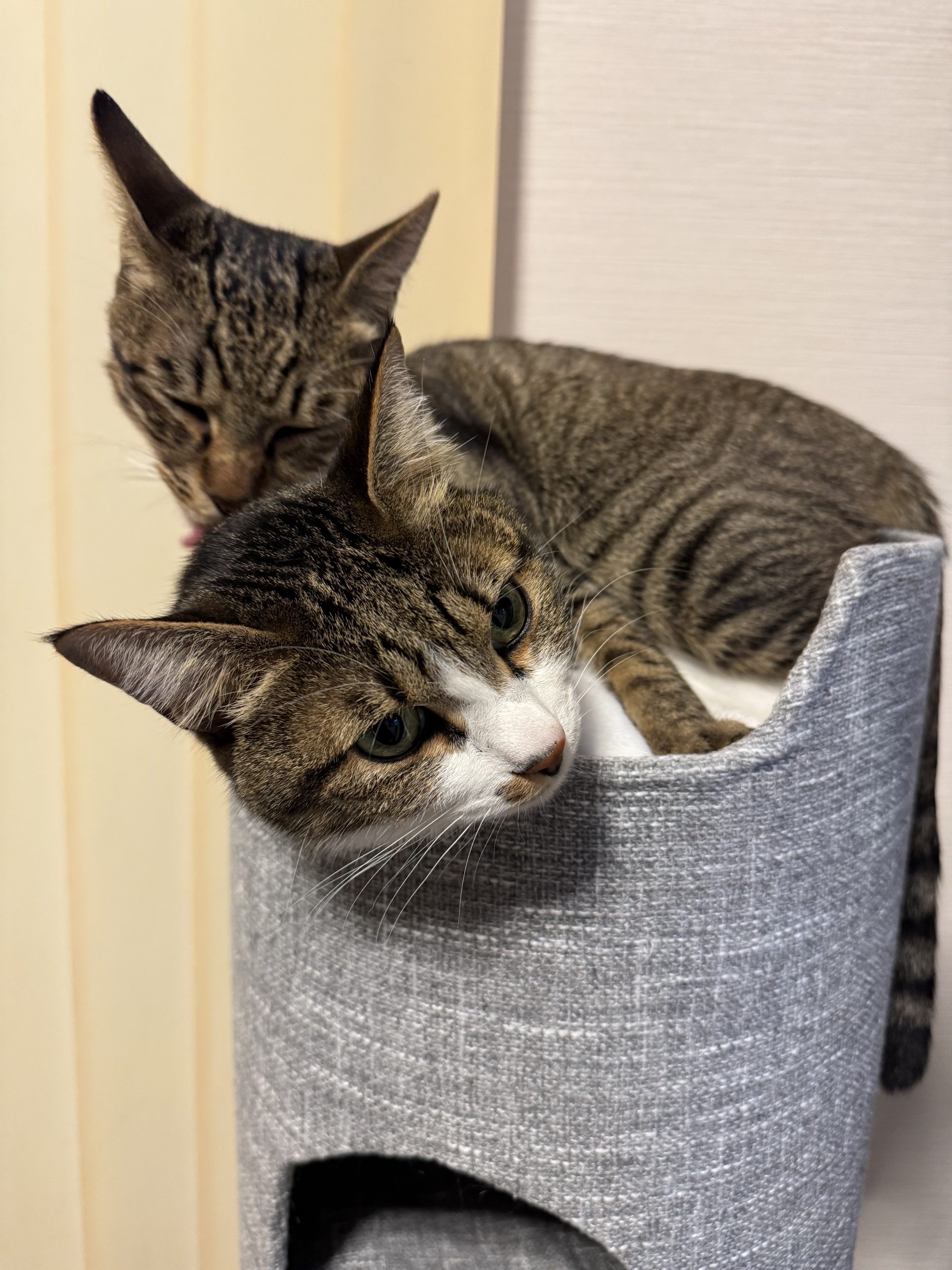 ジャックとラッキー