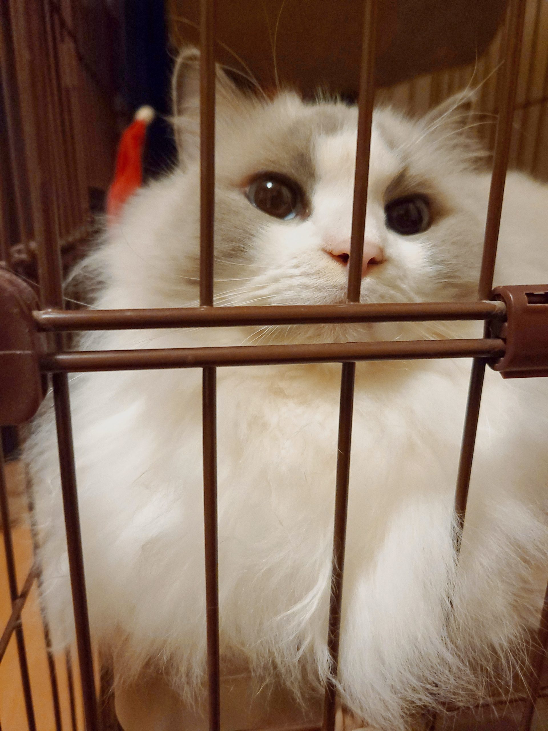 家の猫「ラピ様」