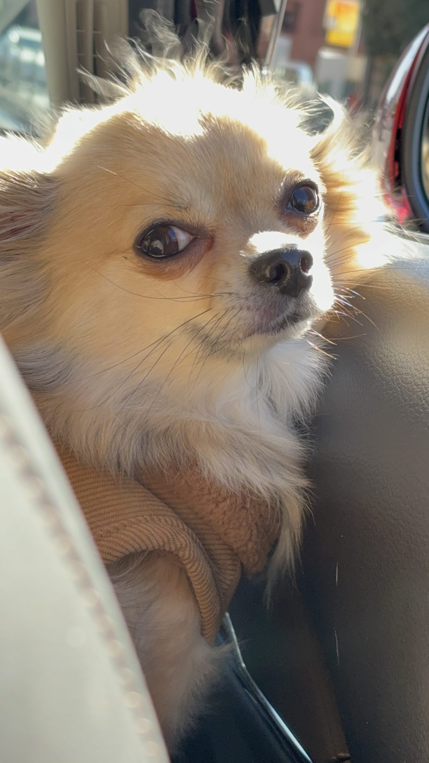 うちのおかわなチワワくん♡