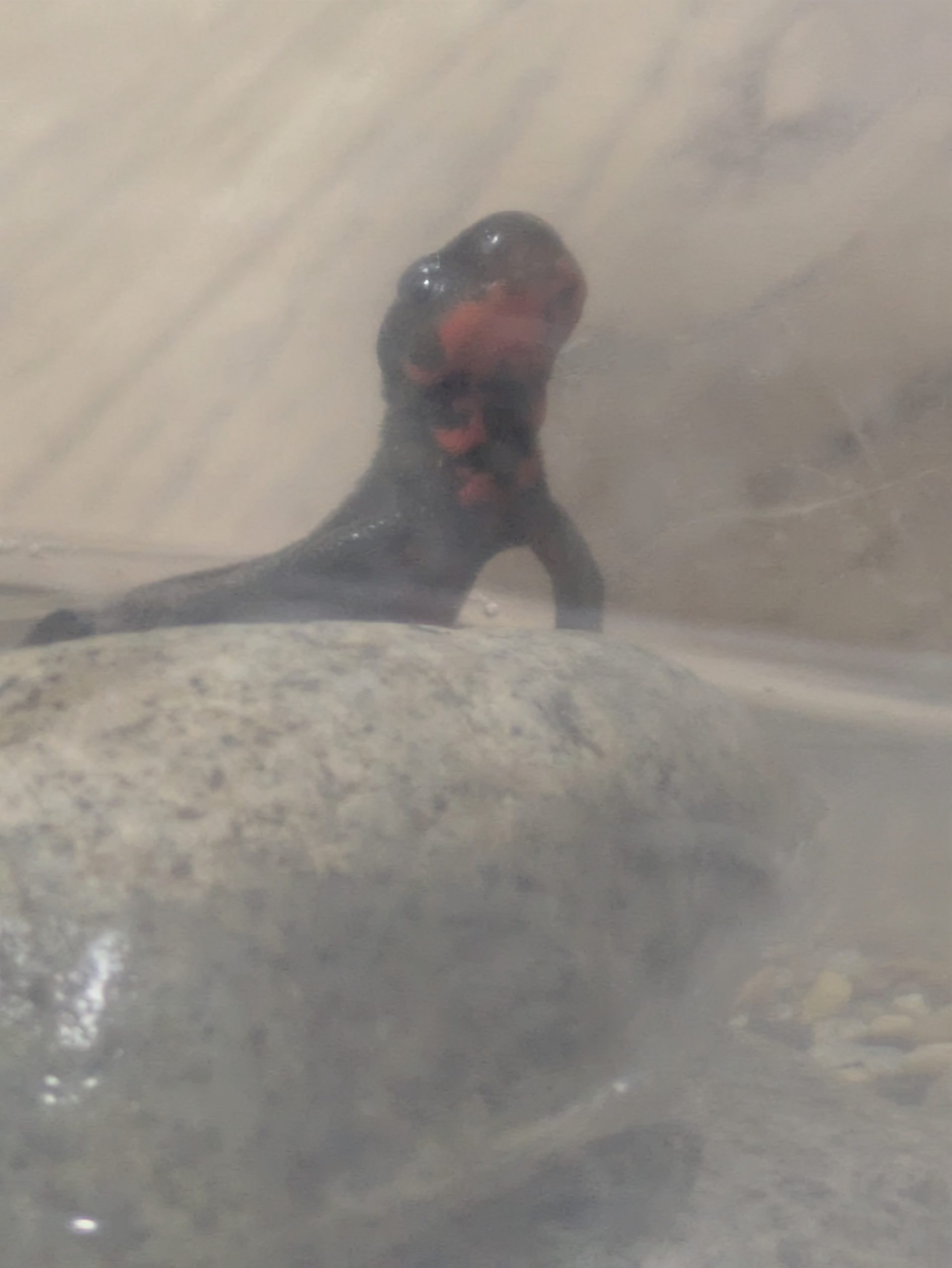 アカハライモリのパクちゃん