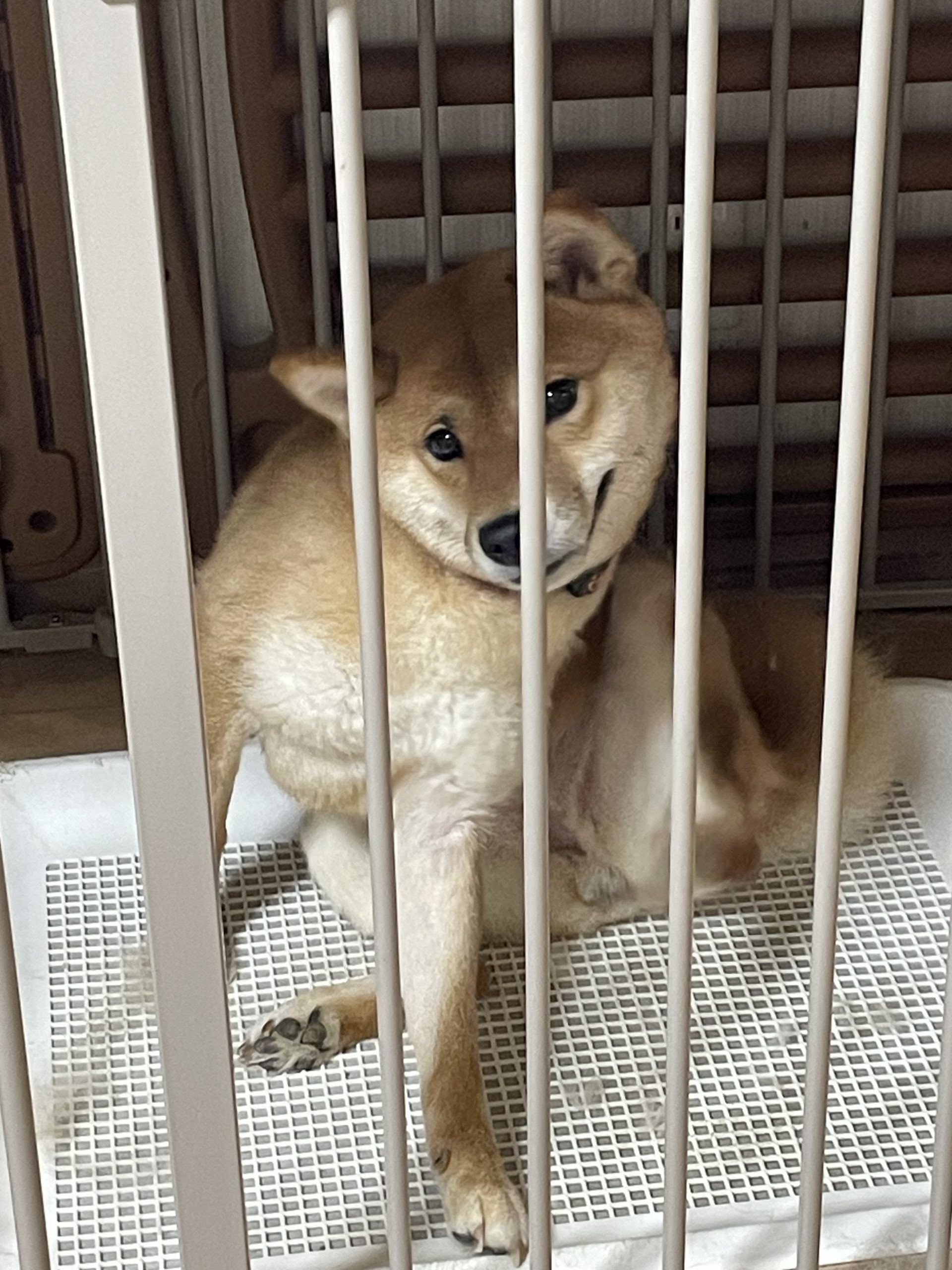 かわいいでしょ？？