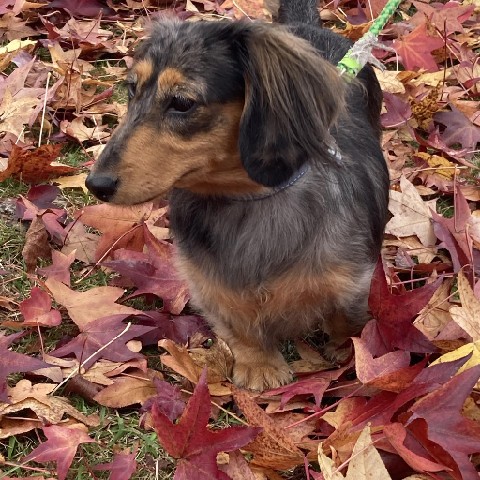 ミニチュアダックスのれおん！