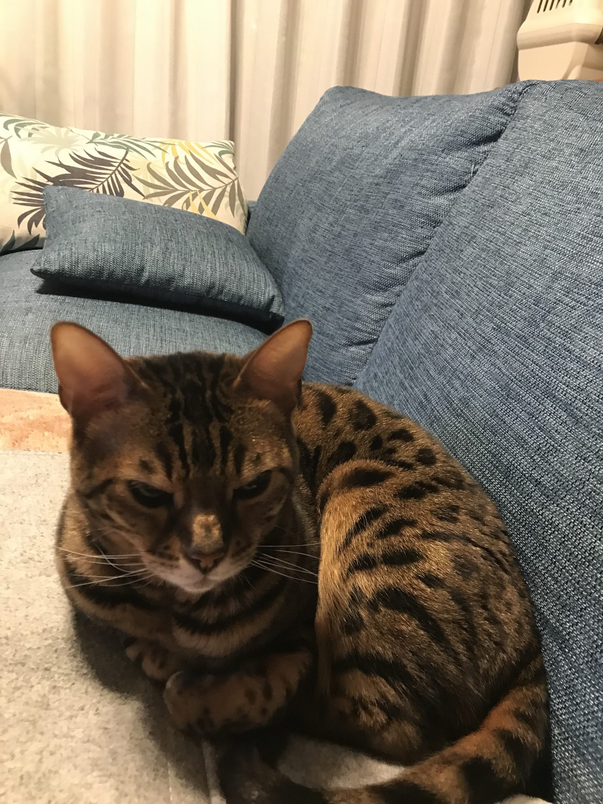 うちのベルちゃん