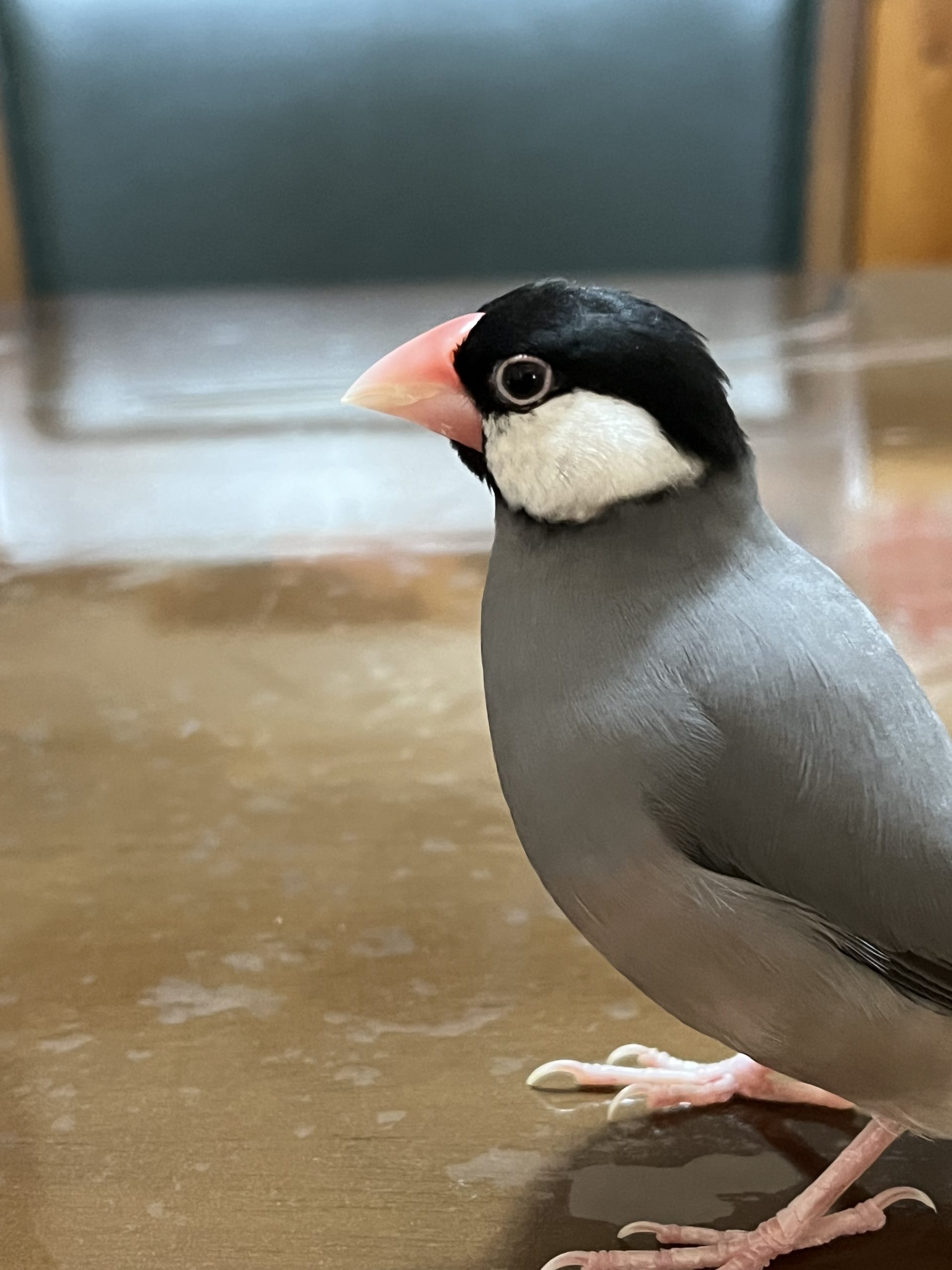 可愛すぎるっっ！プチ！