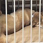 わたしのさくら！