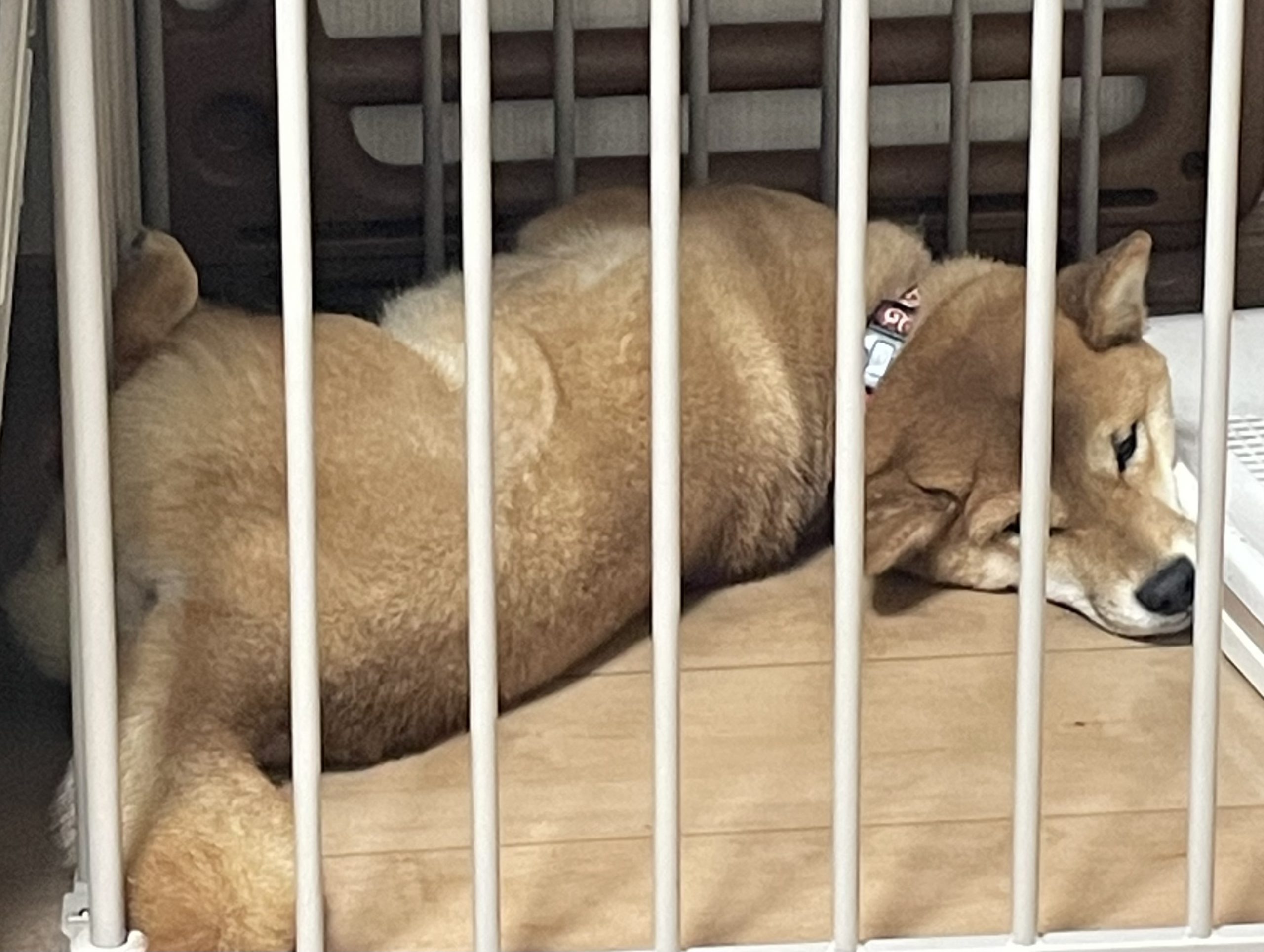 わたしのさくら！