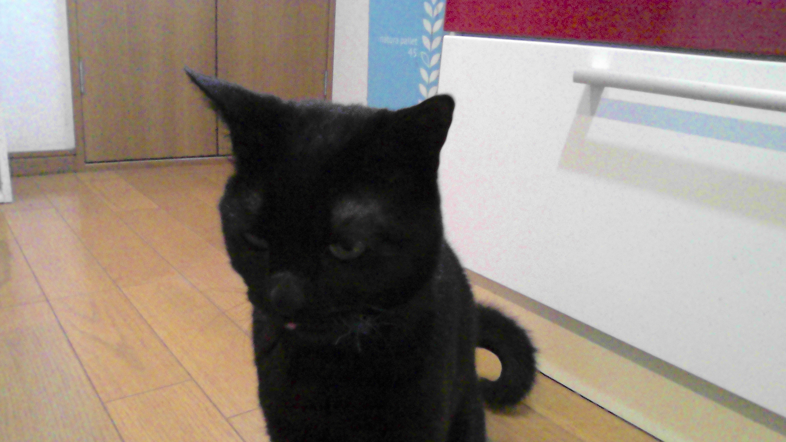 ロク　　　黒猫