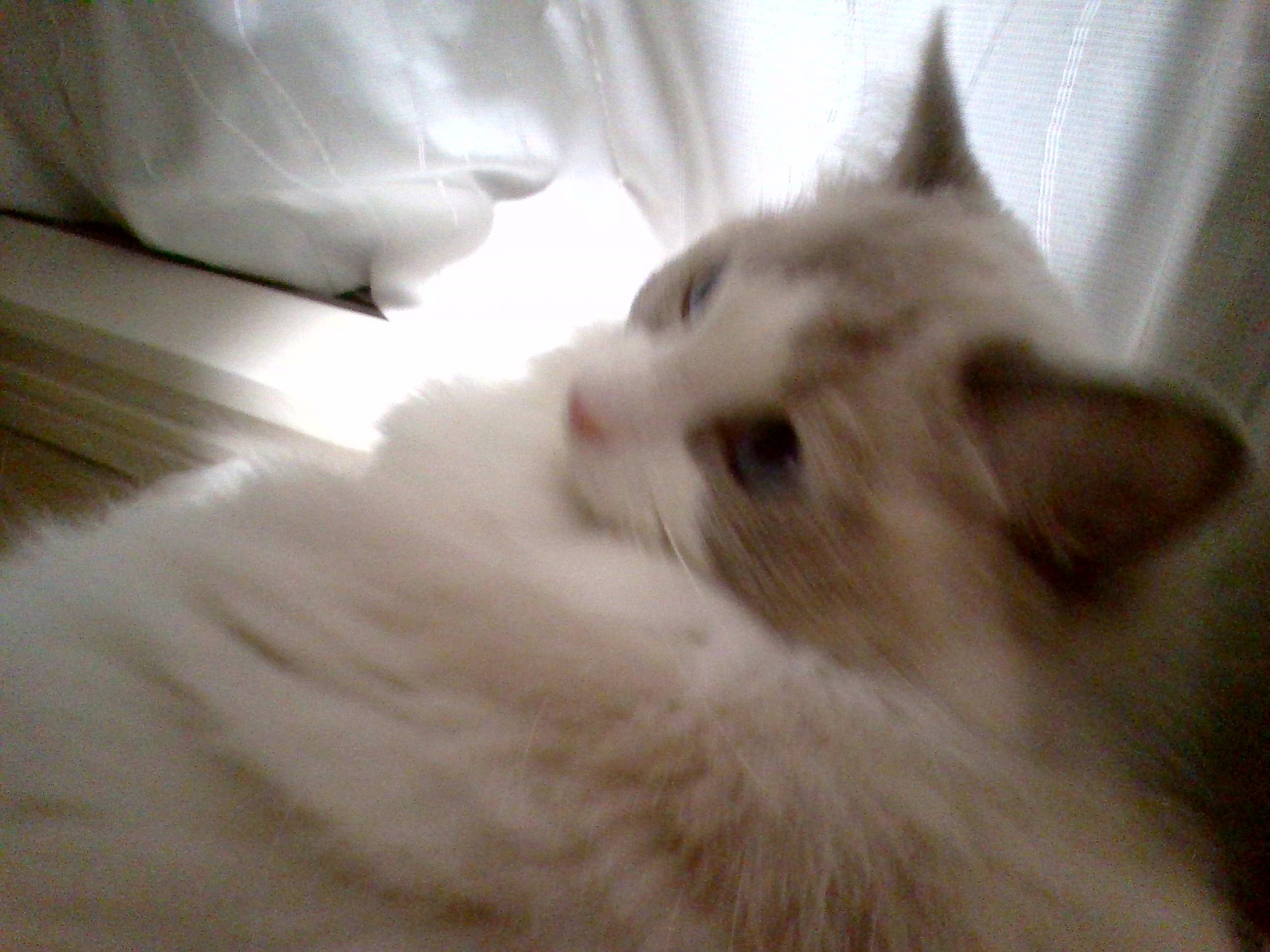 モモちゃん　猫　ラグドール