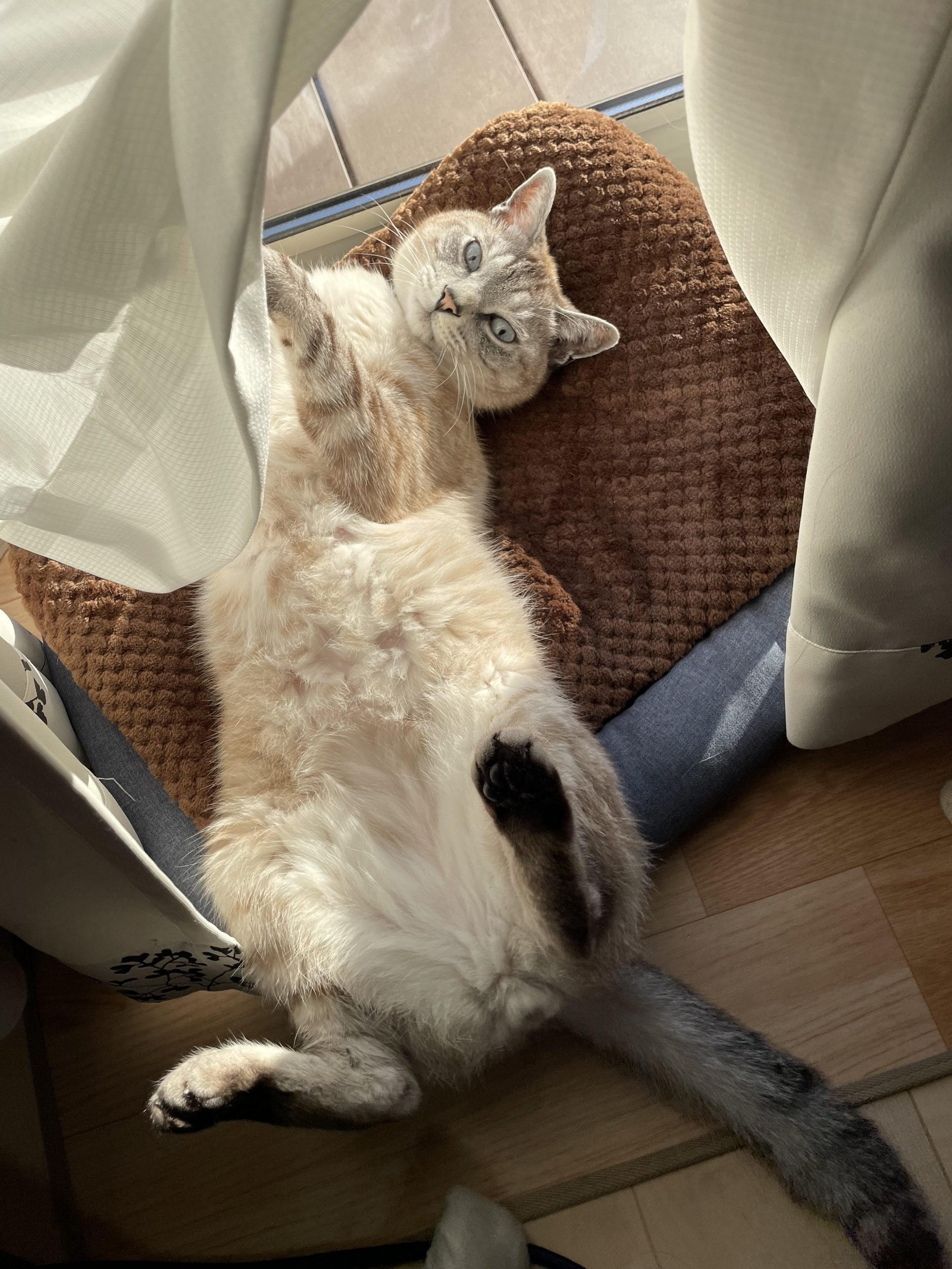 ふー太(ふーちゃん)♂