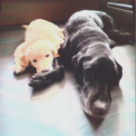 ラブラドールのアル、ゴールデンのあずき