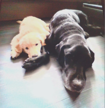 ラブラドールのアル、ゴールデンのあずき