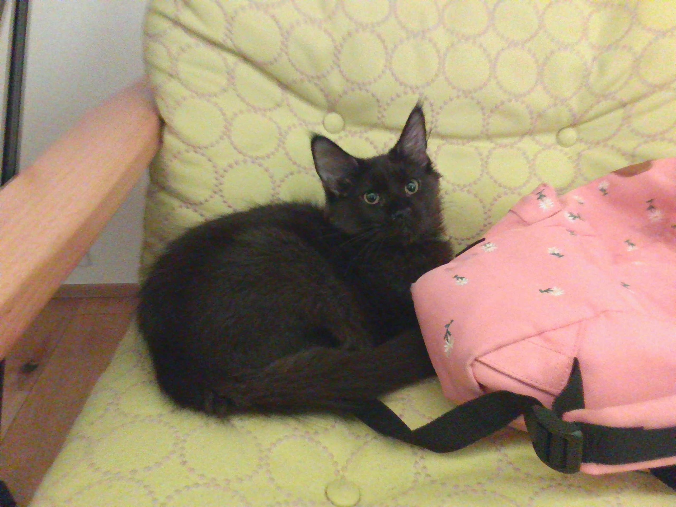 くく　種類不明