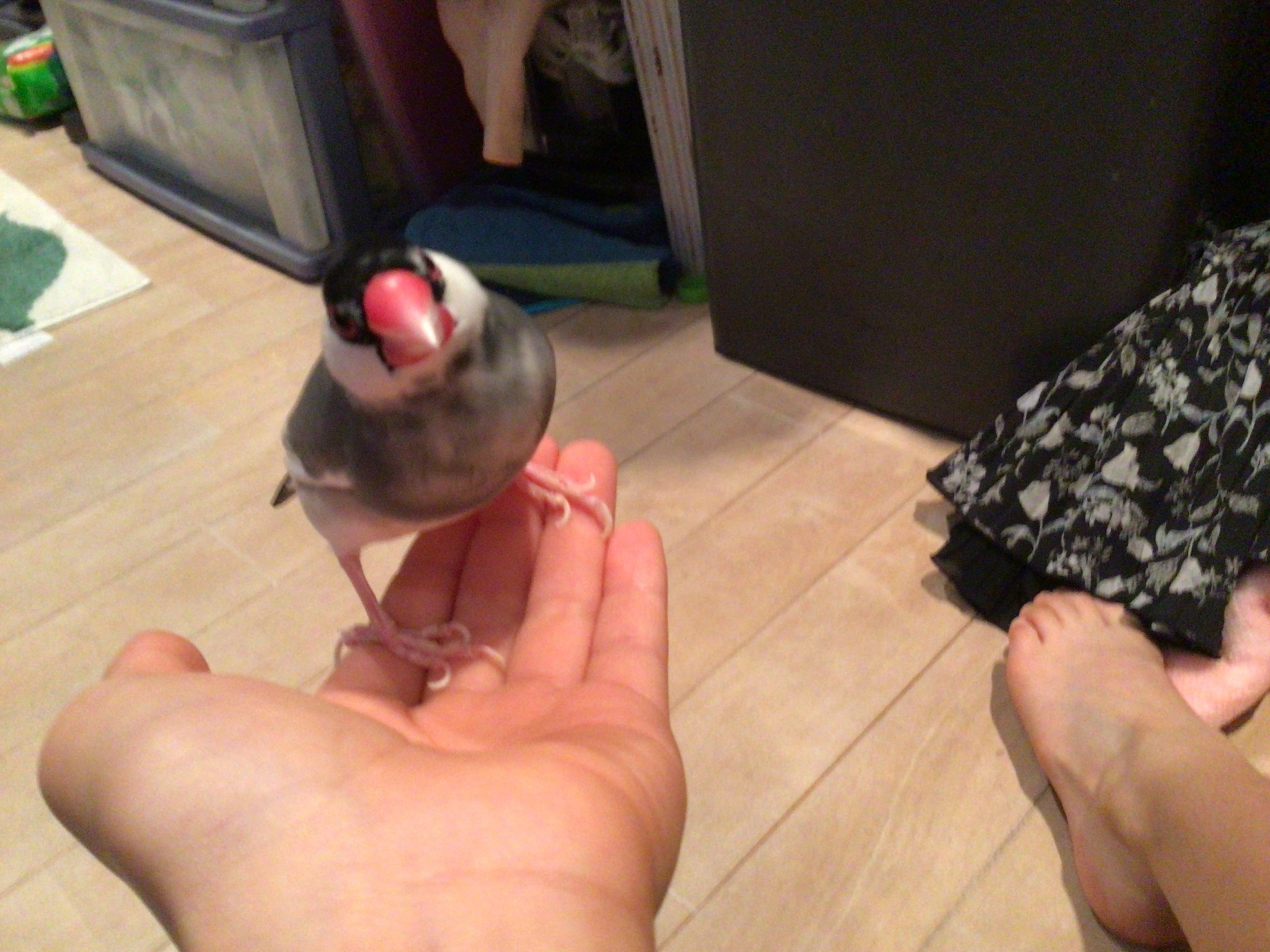 さくら文鳥のうめちゃん！！！！！！