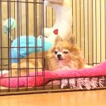 名前非公開　ロングコートチワワ