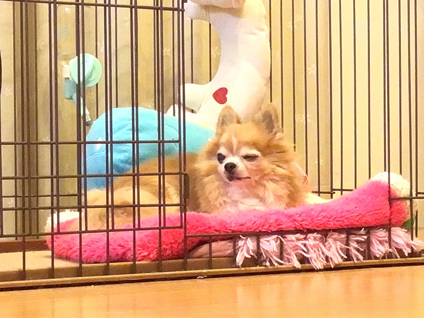 名前非公開　ロングコートチワワ