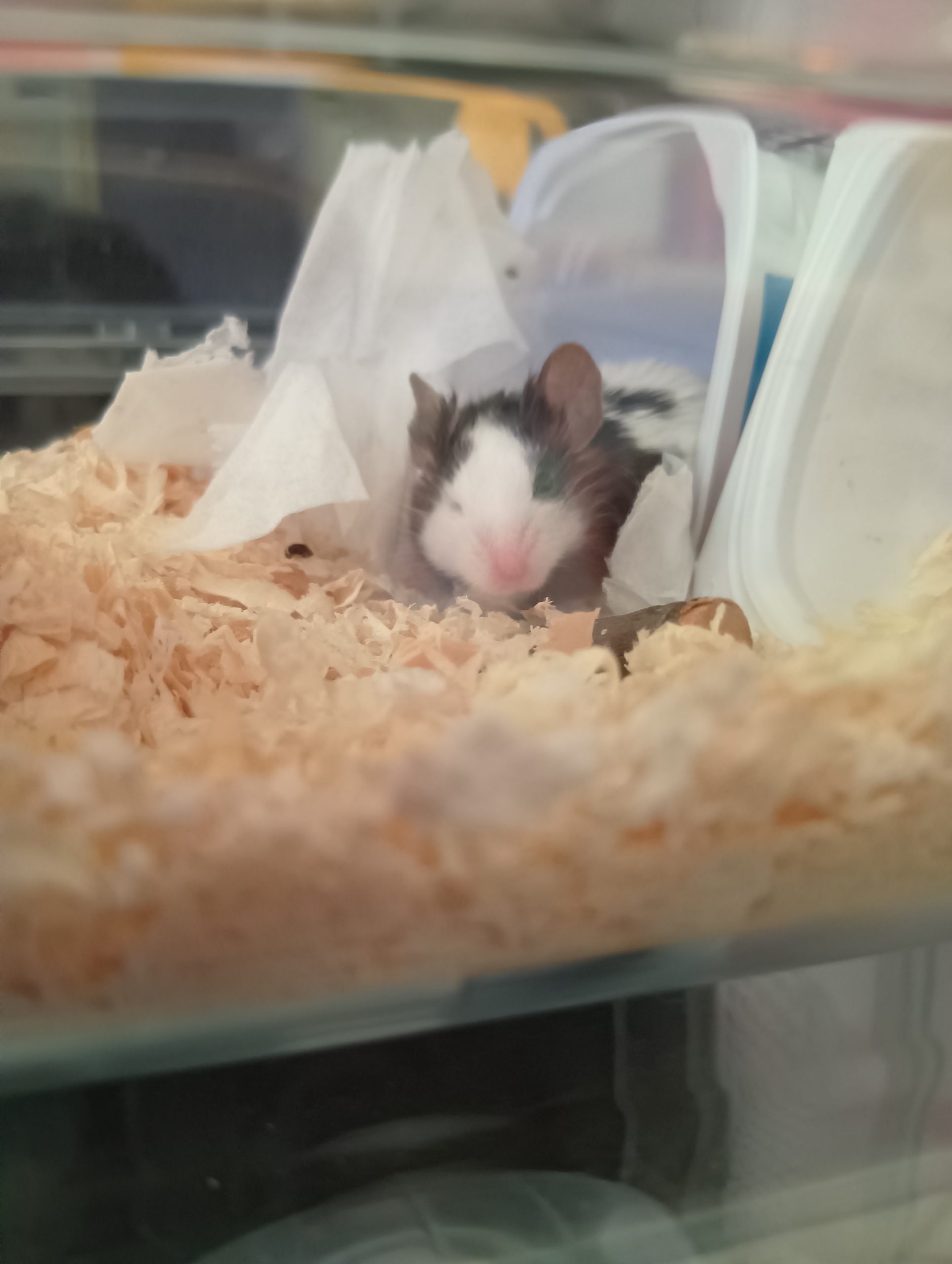 パンダマウスのおもち