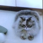 赤福(あかふく)