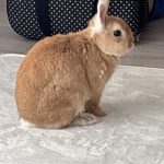 臆病な可愛いうさぎちゃん♡