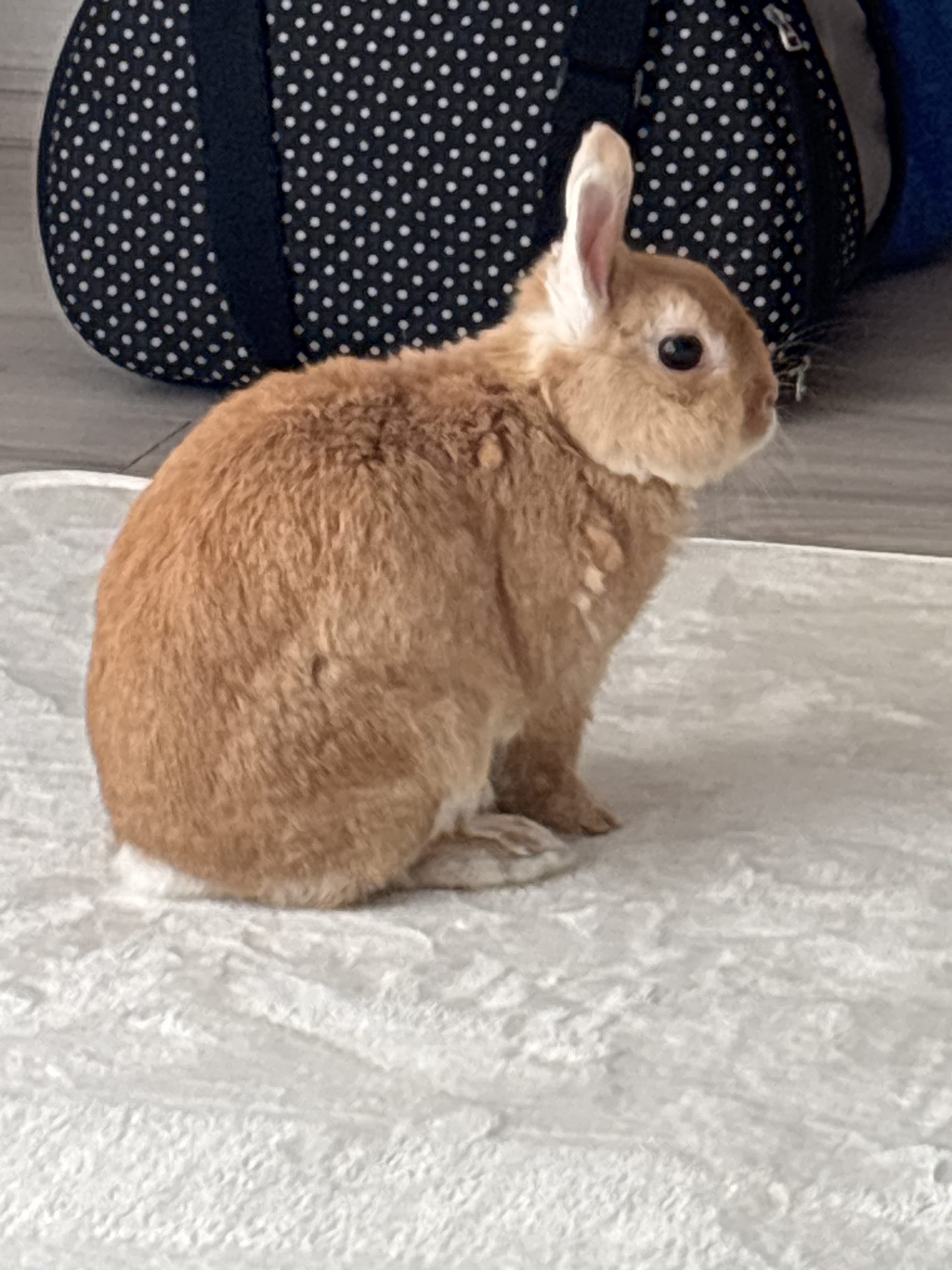 臆病な可愛いうさぎちゃん♡