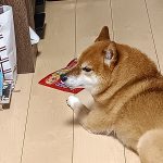 ぽち🦴おやつ大好きワンちゃんだよ！