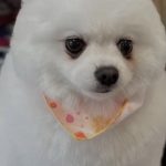 ポメかわいいでしょー？