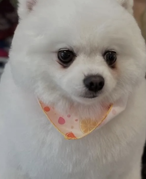 ポメかわいいでしょー？