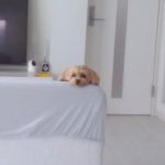 マルプーの女の子、ぴのです！