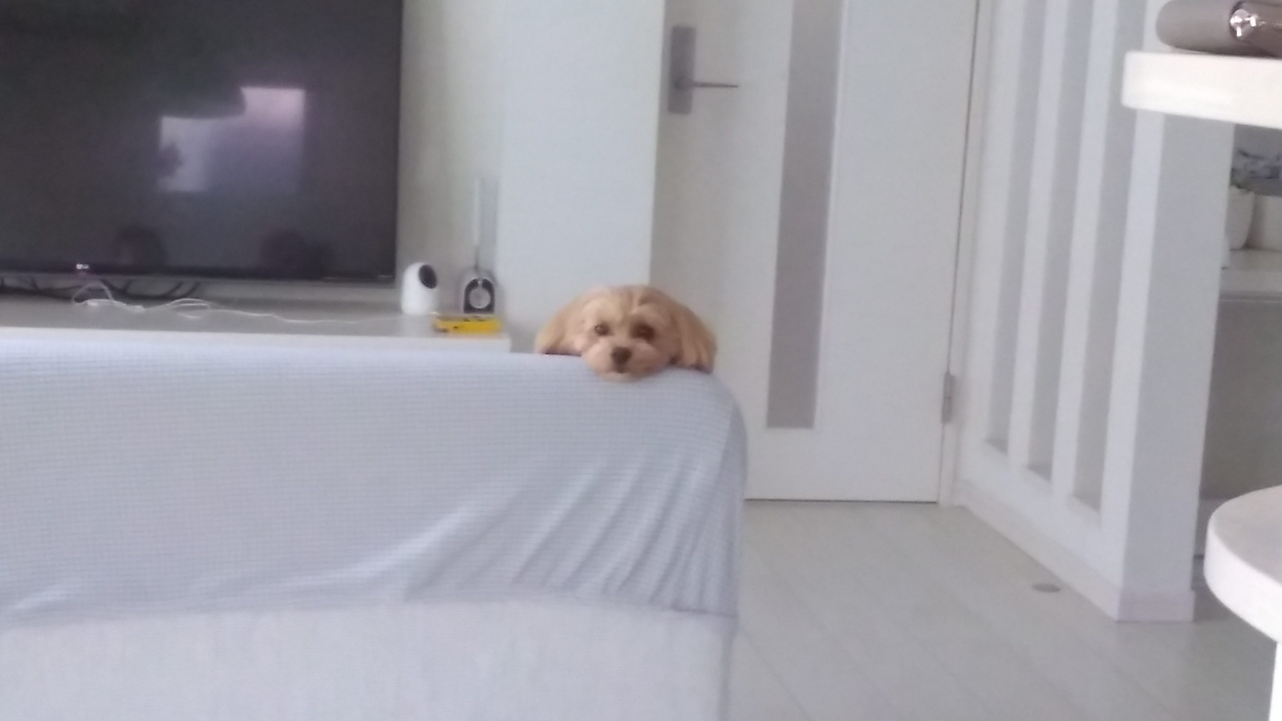 マルプーの女の子、ぴのです！