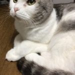 ムゥ。君　　スコティッシュフォールド