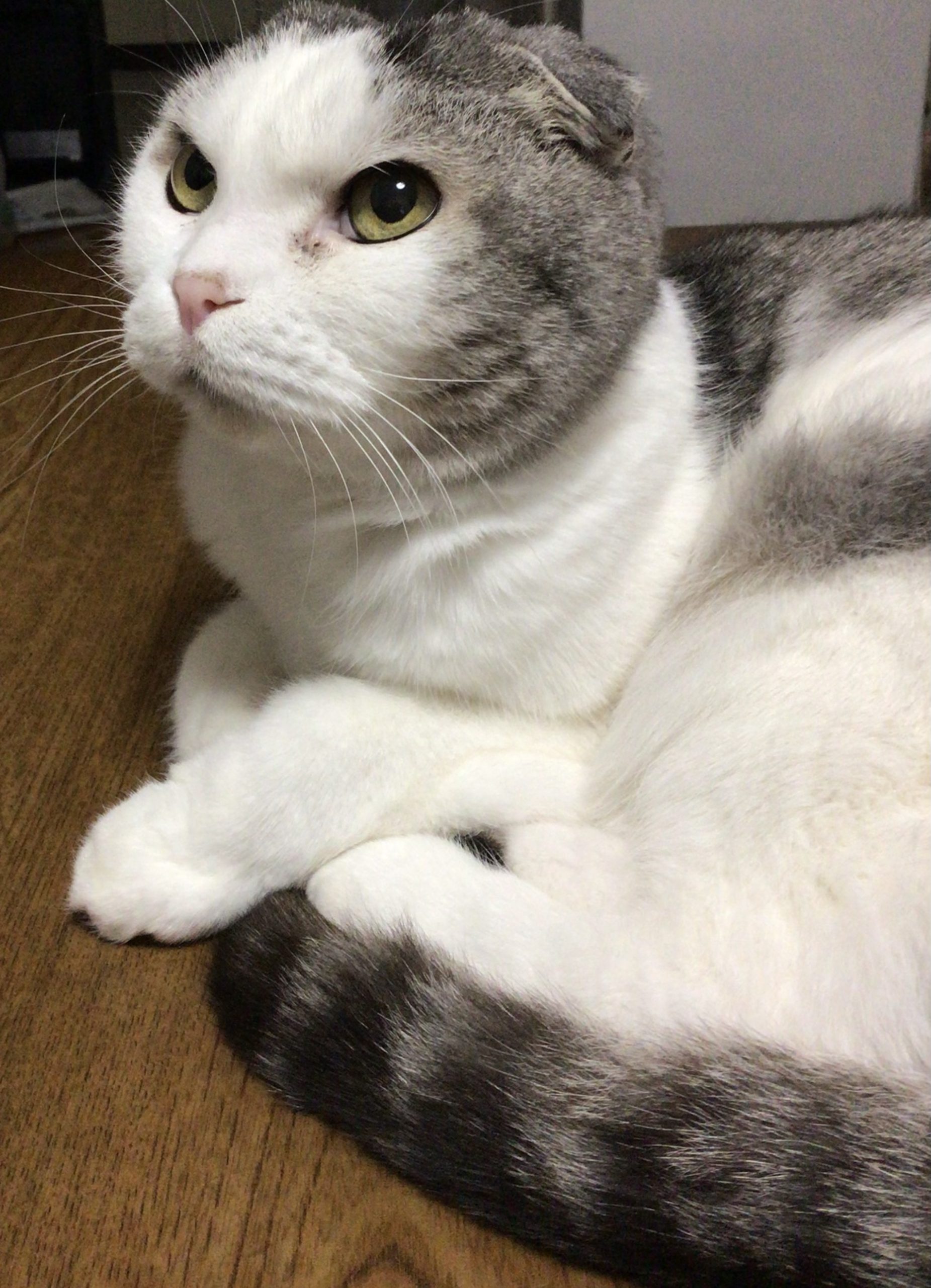 ムゥ。君　　スコティッシュフォールド