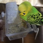 ニモエ君　セキセイインコ