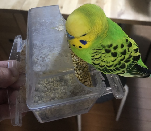 ニモエ君　セキセイインコ