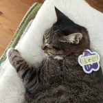 地上に舞い降りてきたキジトラ♀天使しめじ