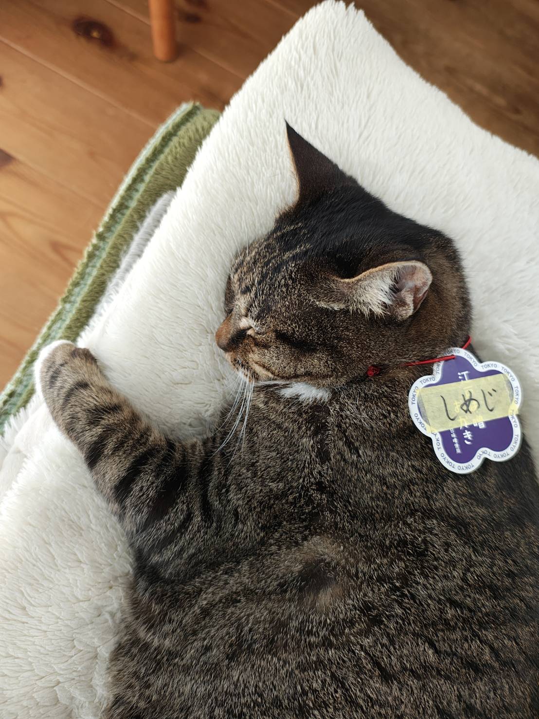 地上に舞い降りてきたキジトラ♀天使しめじ