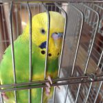 セキセイインコ　♂ めろん　