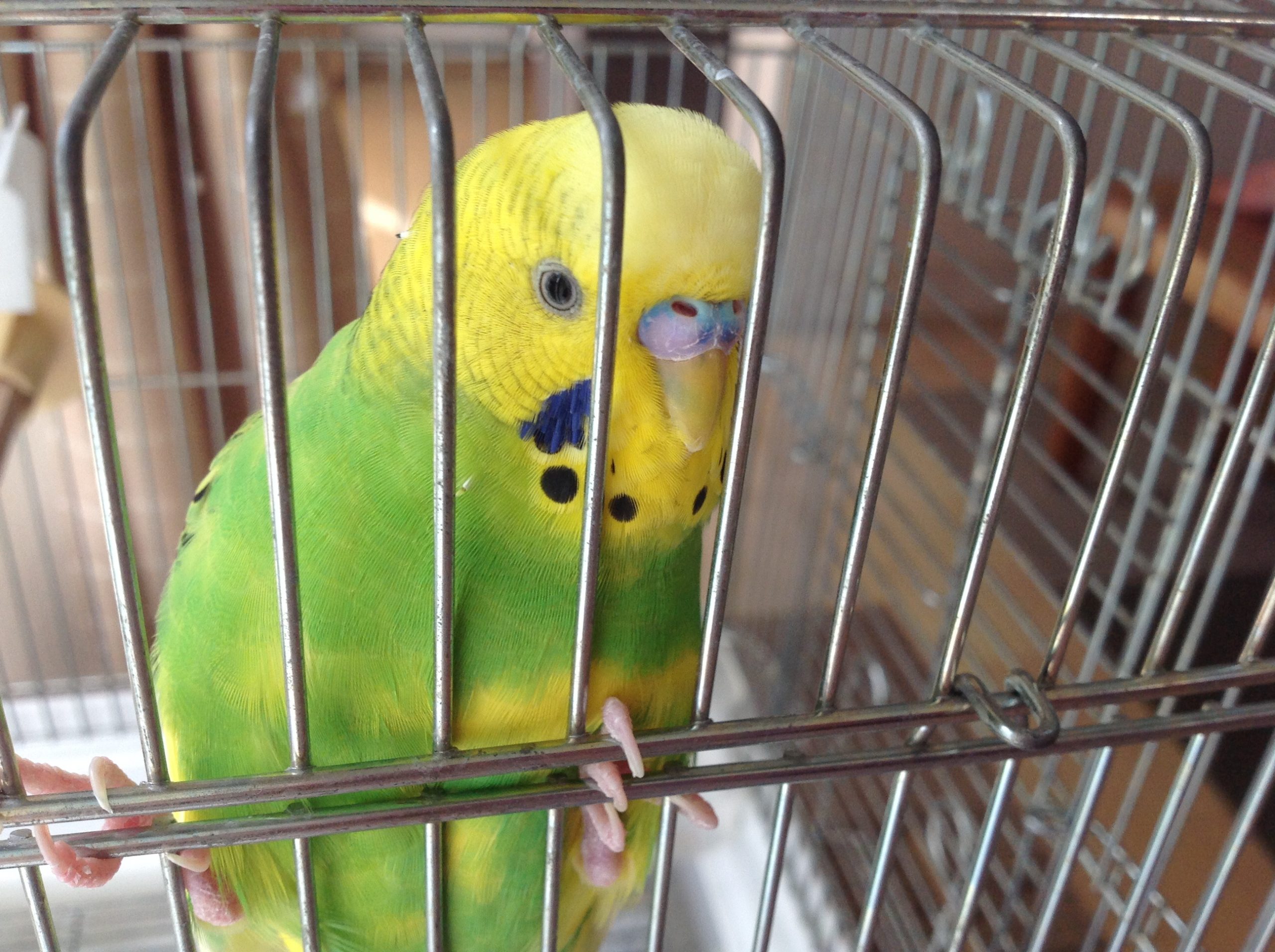 セキセイインコ　♂ めろん　